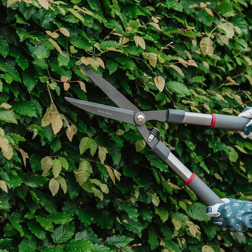 Traditional Hedge Shear - image 3