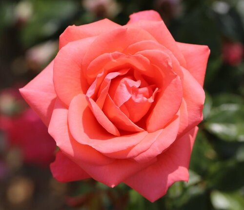 Showtime Bush Rose 3 Litre - image 1