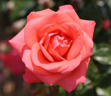 Showtime Bush Rose 3 Litre