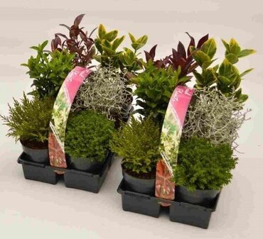 Shrub Mix 6 Pack