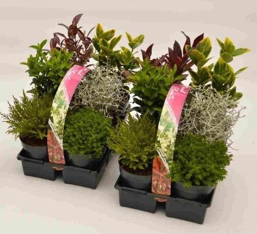 Shrub Mix 6 pack - image 1