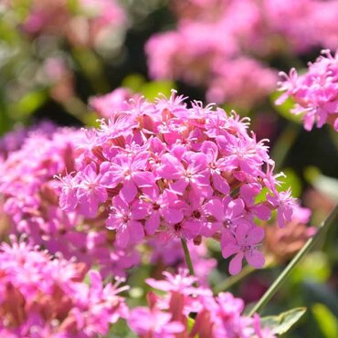 Silene Sparkling Rose 3 Litre