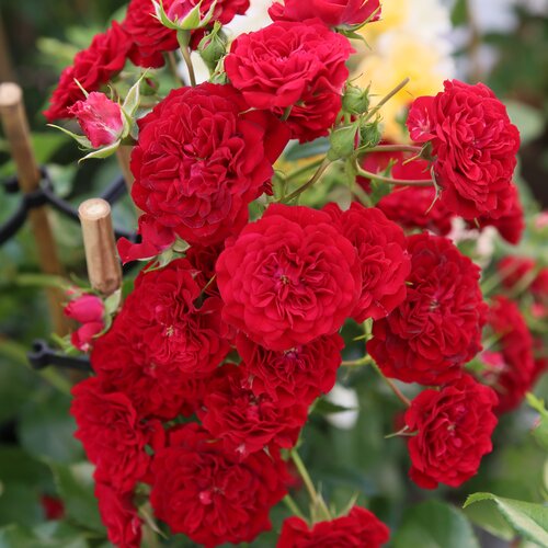 Siluetta Crimson Climbing Rose 4 Litre