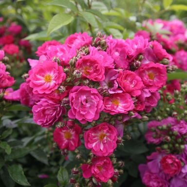 Siluetta Perfumy Climbing Rose 4 Litre