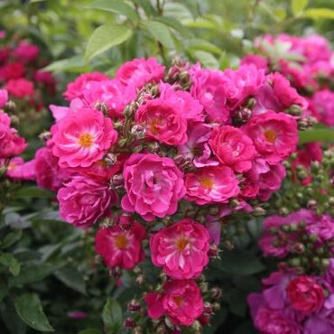 Siluetta Perfumy Climbing Rose 4 Litre