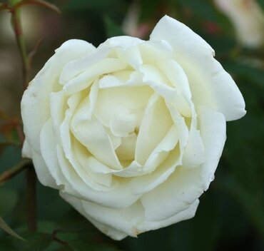 Silver Anniversary Gift Rose 4.5 Litre - image 1