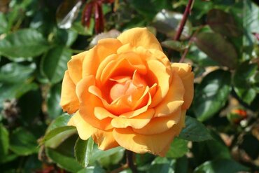 Simply The Best Bush Rose 3 Litre - image 1