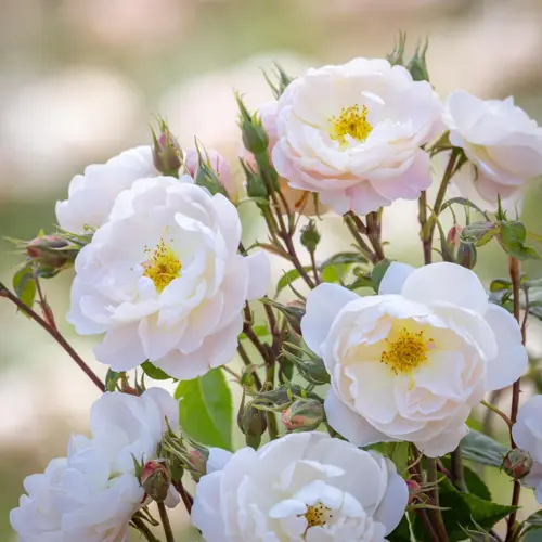 Sir David Beckham Rose 6 Litre
