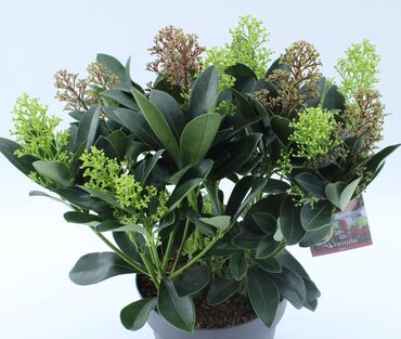 Skimmia Festival Mix 1.5 Litre - image 2