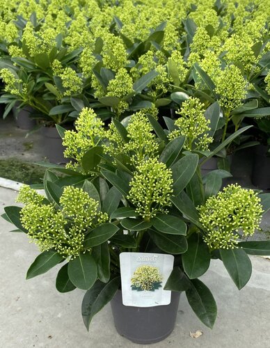 Skimmia Finchy 15cm