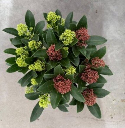 Skimmia japonica Carnival 5 Litre