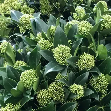 Skimmia japonica Finchy 15cm