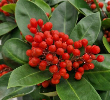 Skimmia japonica Obsession 15cm