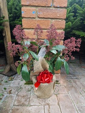 Skimmia Japonica Rubella in Hessian - image 2