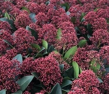 Skimmia Japonica Rubella in Hessian - image 3