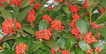 Skimmia vetchii 15cm