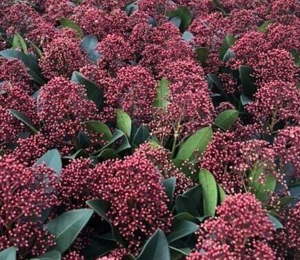 Skimmia XL in variety 10 Litre - image 1