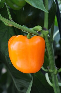 Snack Pepper Orange 9cm