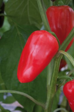Snack Pepper Red 9cm