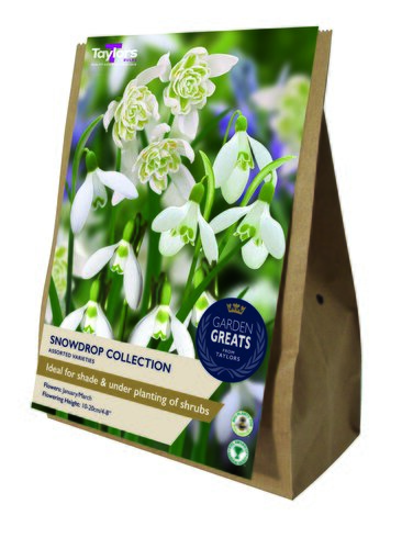 Snowdrop Collection