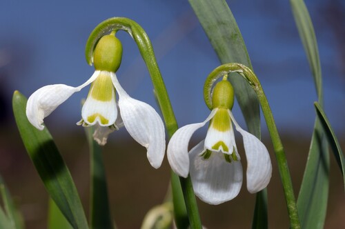 Galanthus Flore Pleno 9cm