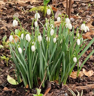 Galanthus Nivalis (Snowdrops) 9cm