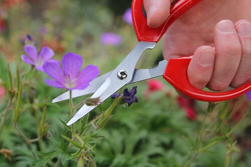 Softies Scissors Std - image 1