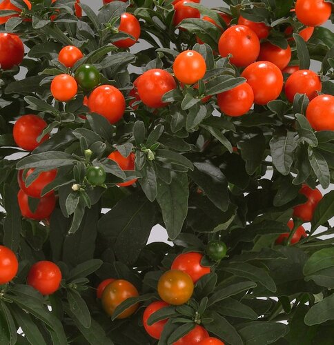 Solanum 1 Litre
