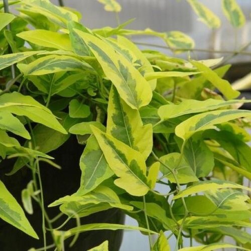 Solanum 'Aureovariegatum' 3 Litre