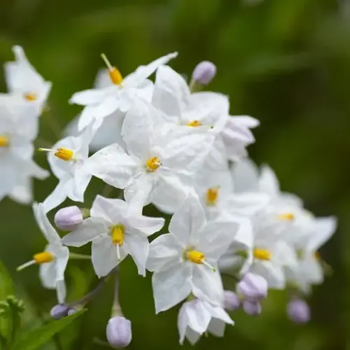 Solanum Jasminoides Album 3 Litre