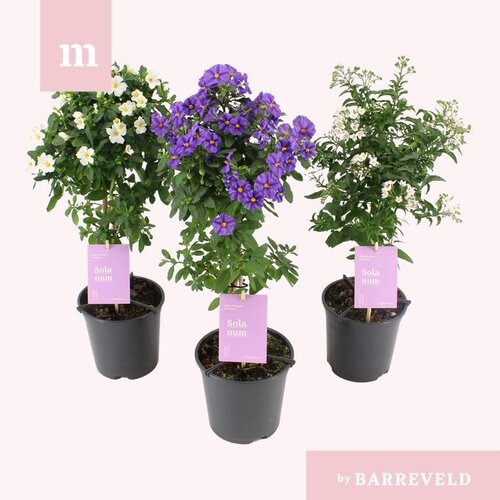 Solanum Mixed Standard 19cm