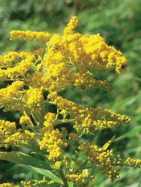 Solidago Goldkind 9cm
