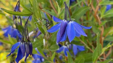 Sollya heterophylla Ultra Blue 3 Litre