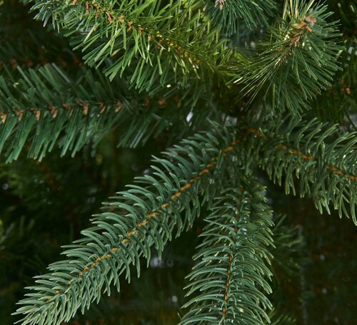 Somerset Spruce - image 3