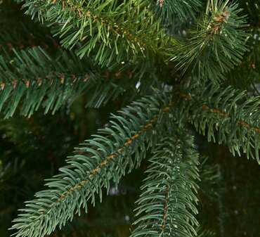Somerset Spruce - image 3