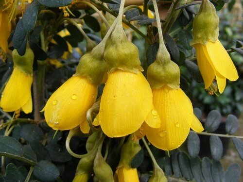 Sophora Sun King 5 Litre - image 1