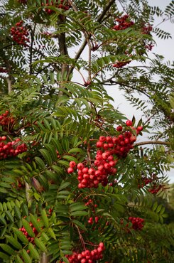Sorbus Asplenifolia 12 Litre