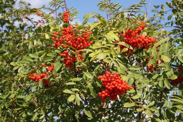 Sorbus aucuparia 12 Litre