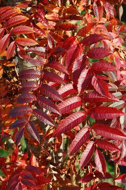 Sorbus Autumn Spire 12 Litre - image 2