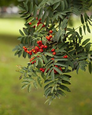 Sorbus Cardinal Royal 12 Litre