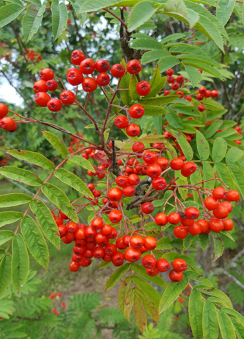Sorbus Cardinal Royal 12 Litre - image 1