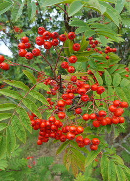 Sorbus Cardinal Royal 12 Litre - image 1