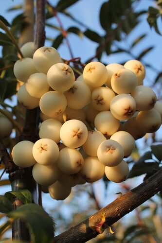 Sorbus cashmiriana 12 Litre
