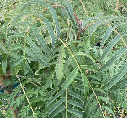 Sorbus Chinese Lace 12 Litre - image 1