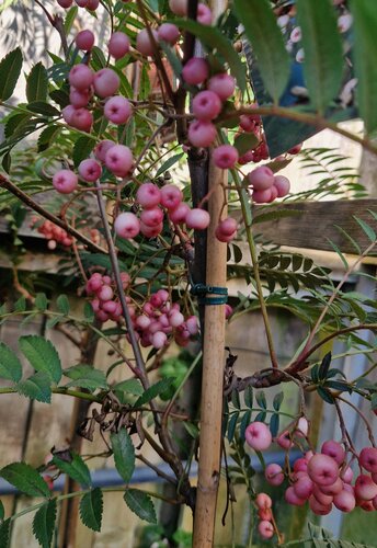 Sorbus Eastern Promise 12 Litre
