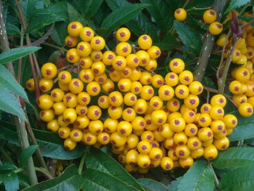 Sorbus Joseph Rock 12 Litre