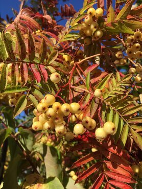 Sorbus Joseph Rock 12 litre