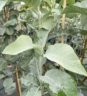 Sorbus Lutescens 12 Litre - image 1