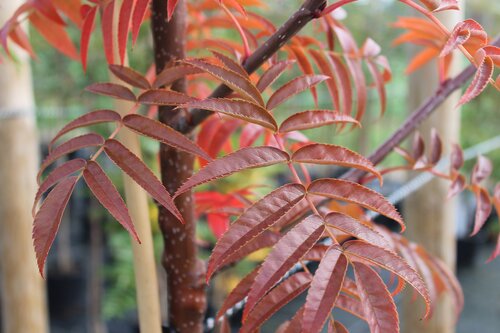 Sorbus Olympic Flame 12 Litre