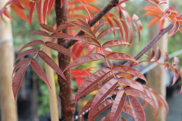 Sorbus Olympic Flame 12 Litre